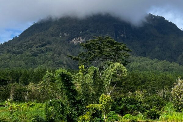 Puluhan santri berbaris rapi di lereng gunung sedang mencangkul tanah untuk menanam bibit mahoni.